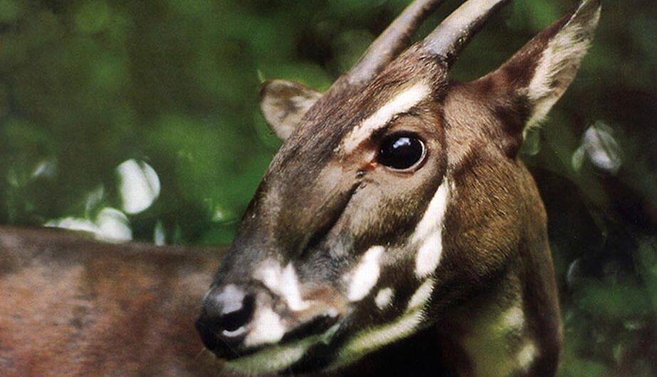 Animales que podrían Extinguirse a finales de este año.