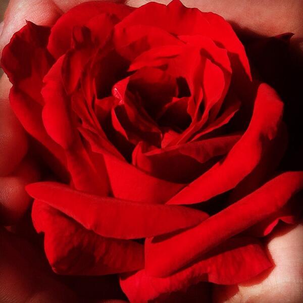 I said the perfect rose for the perfect girl oh so wrong http://t.co/wZwZ9AkNnY