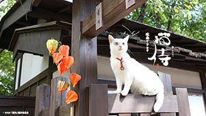 れん ウチの初期刀が尊い Renymacha 猫侍 の検索結果 ツイセーブ