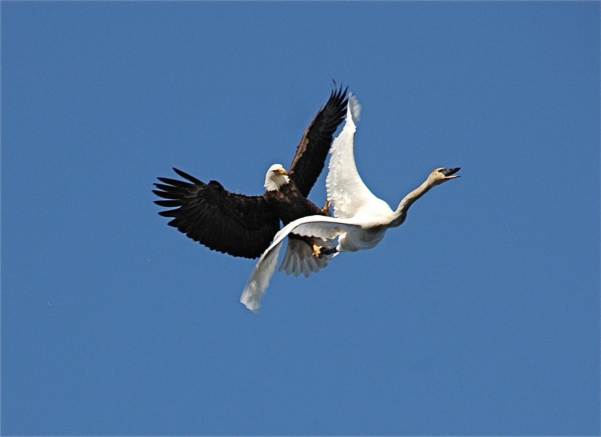 Eagles are jerks. MT @BBCEarth: A bald eagle attacks a trumpeter sw... | Scoopnest1200 x 873