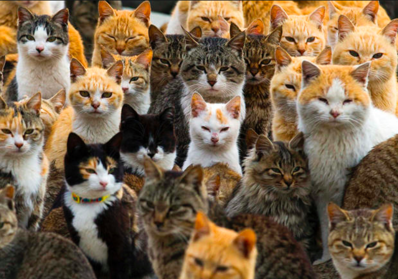Take a stroll through 'Cat Island' — where cats outnumber humans six to one: http://t.co/cwWWrx77Vo 