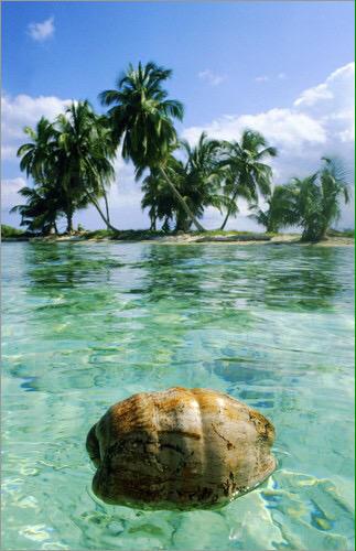 RT @MrY_Photography: 1.coconut seeds are carried by sea. 2.After reaching the beach it grows. 3. Coconut palms 4. Fruit of coconut palm htt… palm beach from twitter @JlnCplng