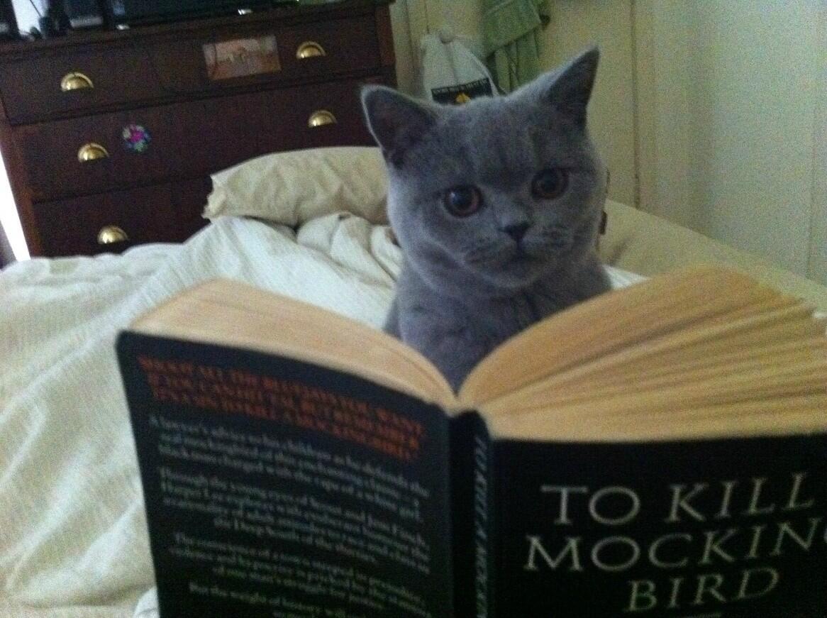 There is absolutely no information in here about how to kill a mocking bird. http://t.co/fJHiGI3Wy0