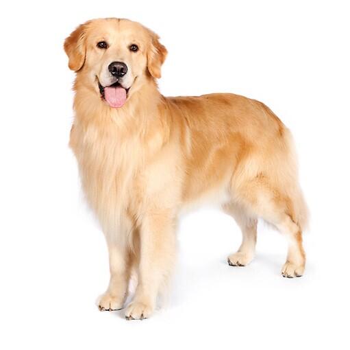 golden retriever pros and cons golden retrievers yay or nay bodybuilding forums golden retriever pros and cons golden retrievers yay or nay bodybuilding forums
