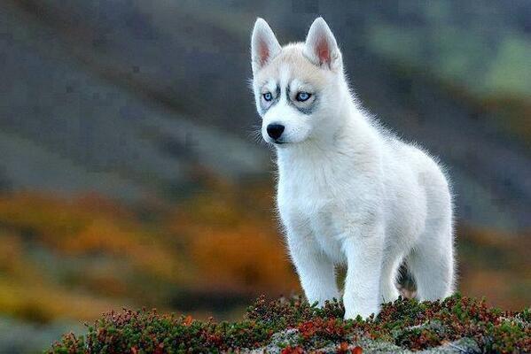 Siberian Husky Pup http://t.co/gdT4zj3sD2