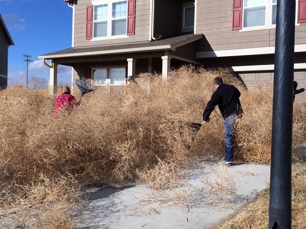 Tumbleweeds take over Colorado couple's property: 'Like a horror movie' -  ABC News