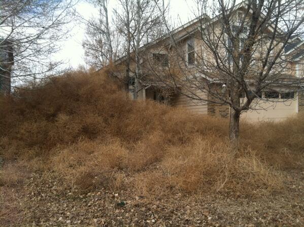 Piles of tumbleweed are plaguing a South Jordan neighborhood