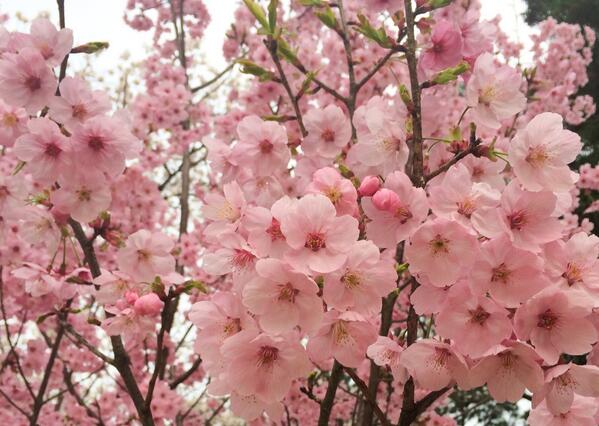表示できませんでした。アップロード者により削除された可能性があります。他の写真をお楽しみください。