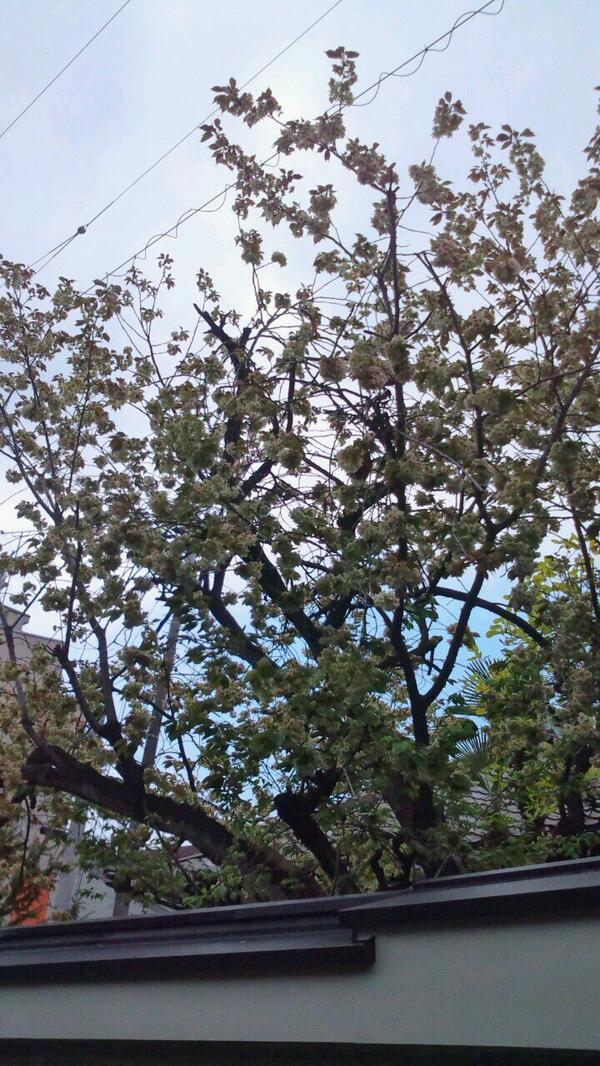 表示できませんでした。アップロード者により削除された可能性があります。他の写真をお楽しみください。