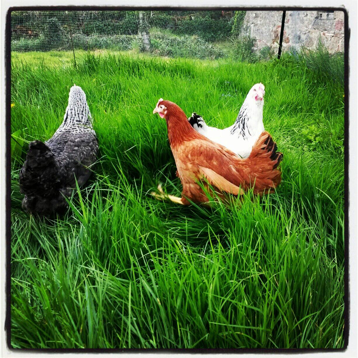 Mes nouvelles poules.... élevées en plein air ...
#rousse #noire #blanche #Brionnais http://t.co/OLSpi98oww