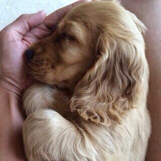 My lil angel, bestest gift ever by the Navra @Riteishd .. Meet FLASH tweeps http://t.co/7BcitT3Hfq