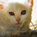 Cat test