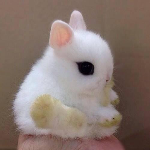 This is what baby bunny looks like: http://t.co/bUgh8hyjhY