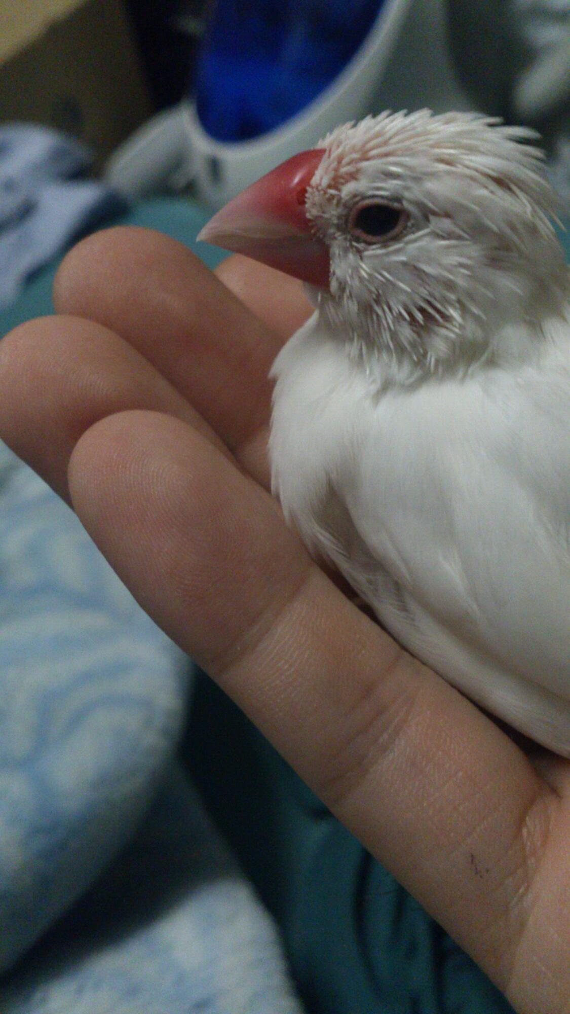 文鳥 In 換羽でﾁｸﾁｸねむねむｲﾗｲﾗ グロい グロ可愛い 早く夏毛 文鳥になりたい