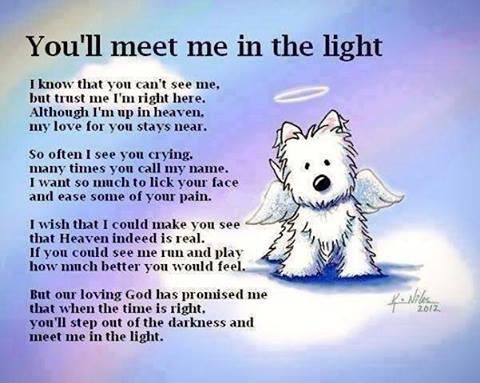 Aww! :*) RT @shygirl2177: @iLoveDogsInc @iLovePetsDaily Thought U would like this little prayer from a dog's vew http://t.co/HUn9ZPFdyJ