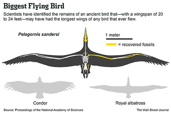 biggest wingspan bird biggest wingspan bird