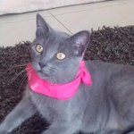 Galería #GatoDeLaSemana