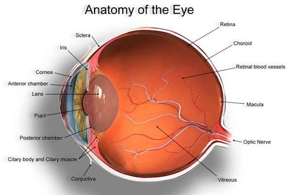 Parts of a #Human Eye - #Health #Tips #Eyes #Anatomy | Scoopnest