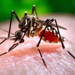 Dengue fever outbreak in Nauru hits 10 per cent of asylum seekers Dengue fever outbreak in Nauru hits 10 per cent of asylum seekers