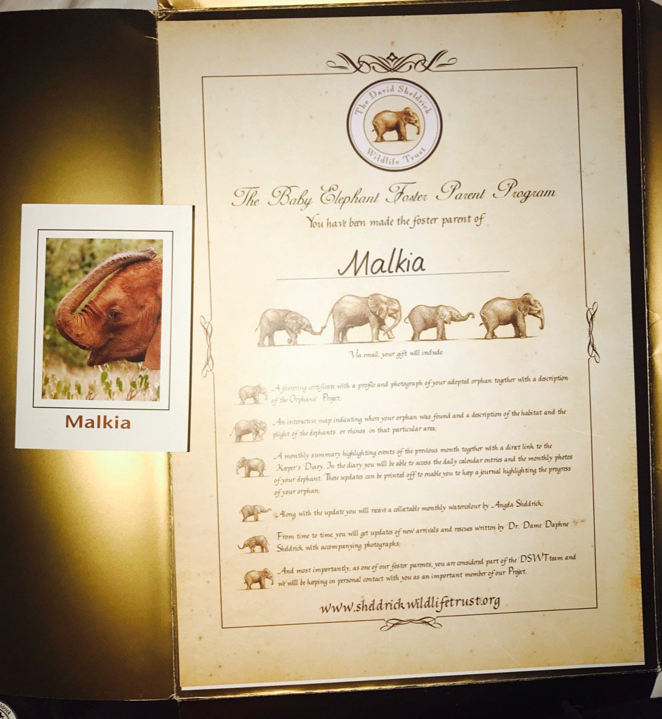 BEST DAY EVER!!! I am the proud foster parent of an orphaned elephant named Malkia! https://t.co/VBEm5A62hM ????❤️ https://t.co/sNLfkHcvFr