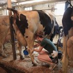 Farms caught in Canadian trade dispute find buyers for their milk