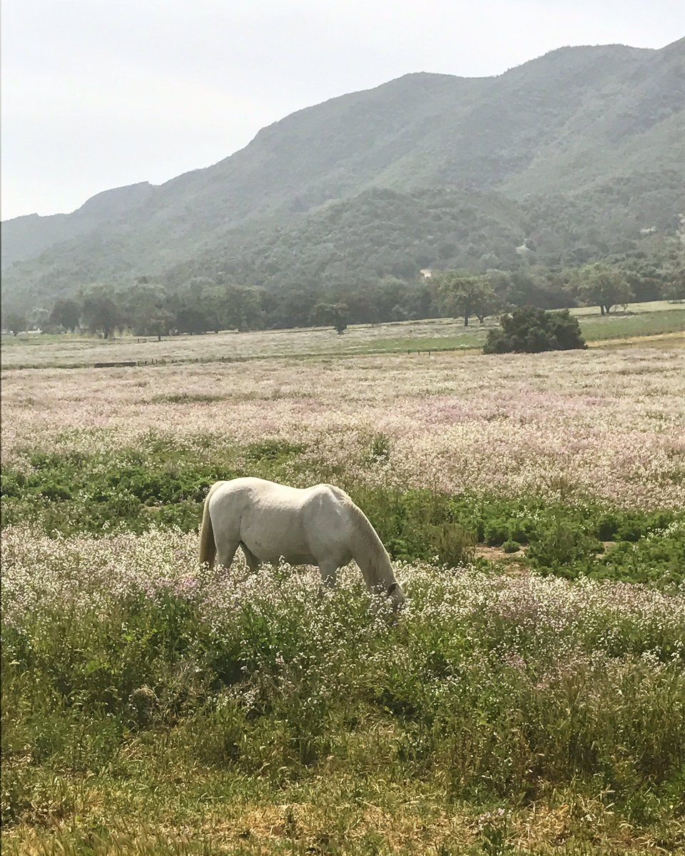 Hope your Saturday involves a view, a field, or a horse like this! #HappySaturday ???? xo https://t.co/3n4g2N02ob