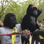 Guy in gorilla costume finishes London Marathon after 6 days Guy in gorilla costume finishes London Marathon after 6 days