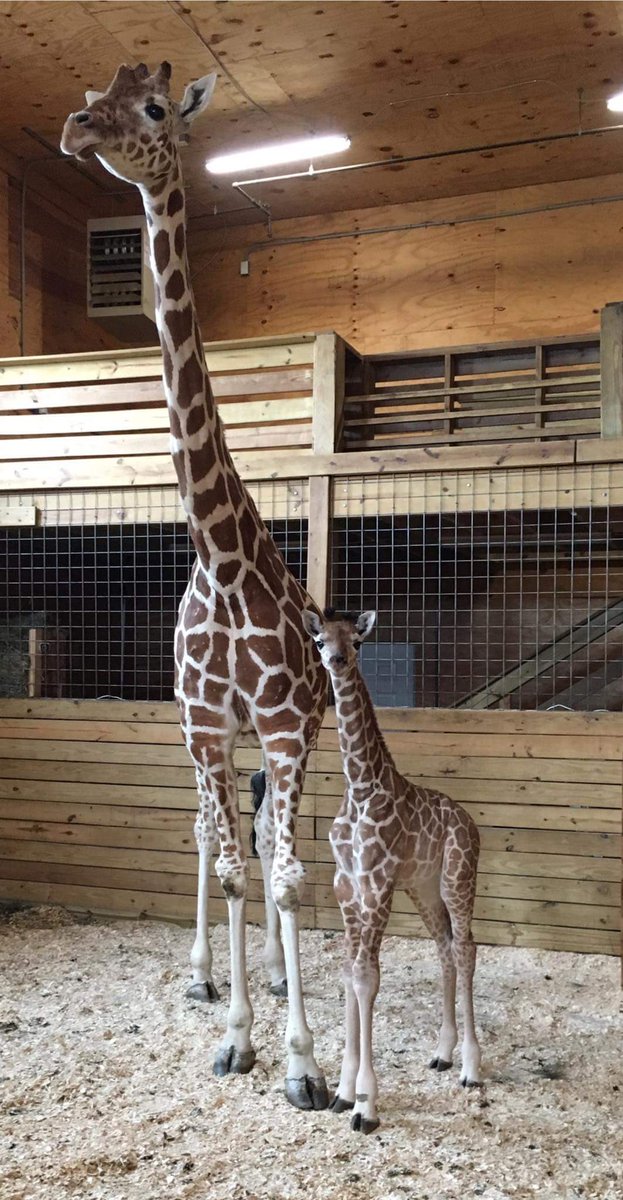 RT @AprilTheGiraffe: We have our name! Tajiri the baby Giraffe. Tajiri is Swahili for HOPE. We will call him 