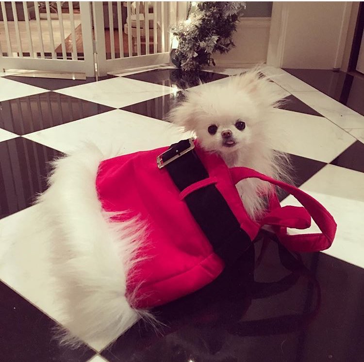 #MuffyHilton loves her Santa purse. ????❤️???????? https://t.co/hUT8XM70sr