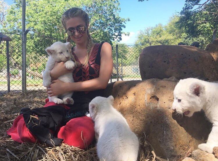 Loved cuddling these adorable baby white lions today at @CaselaMauritius . ???????????? https://t.co/wXRNAArO96