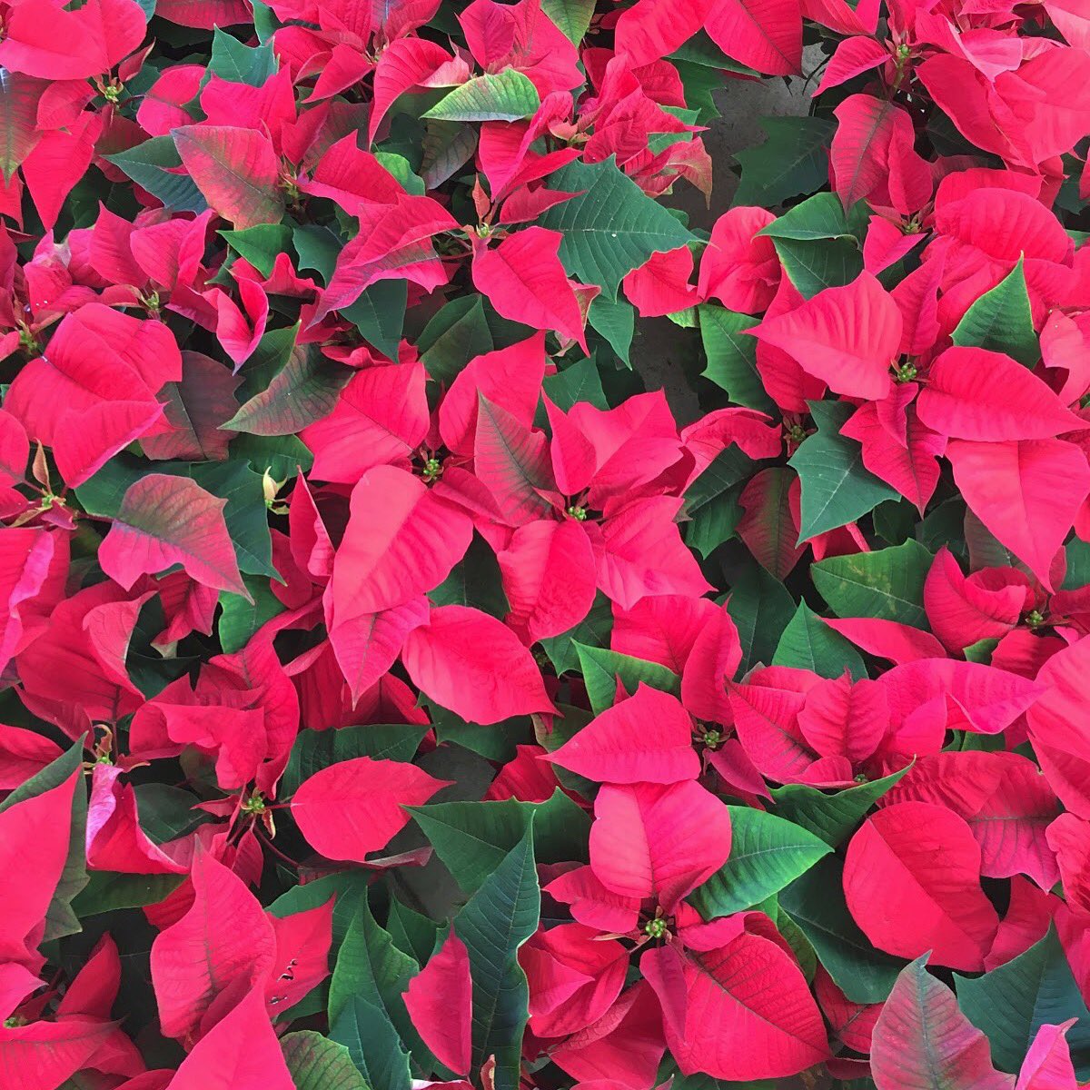No flower says Christmas like a #poinsettia ❤️???????? https://t.co/Bjnc0ztqsv