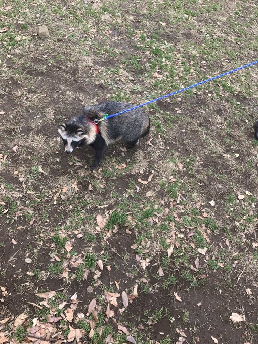 タヌキさん、お散歩してた\( ¨̮ )/♡飼いタヌキのしずくちゃんですって! タヌキさん、お散歩してた\( ¨̮ )/♡飼いタヌキのしずくちゃんですって!