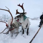 Reindeer herding in Russia’s Arctic Reindeer herding in Russia’s Arctic