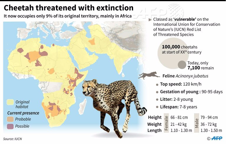 Cheetahs are "sprinting" to extinction due to habitat loss and other