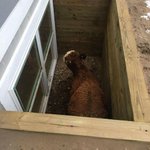 Can I come in? Wandering cow found in window well