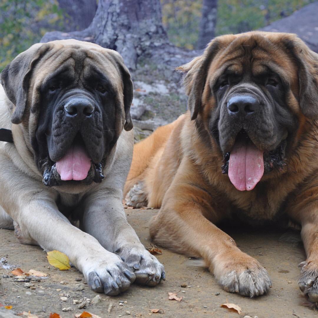 What websites feature English Mastiff dogs for sale?