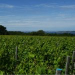Sark Vineyards to close « Guernsey Press Sark Vineyards to close « Guernsey Press