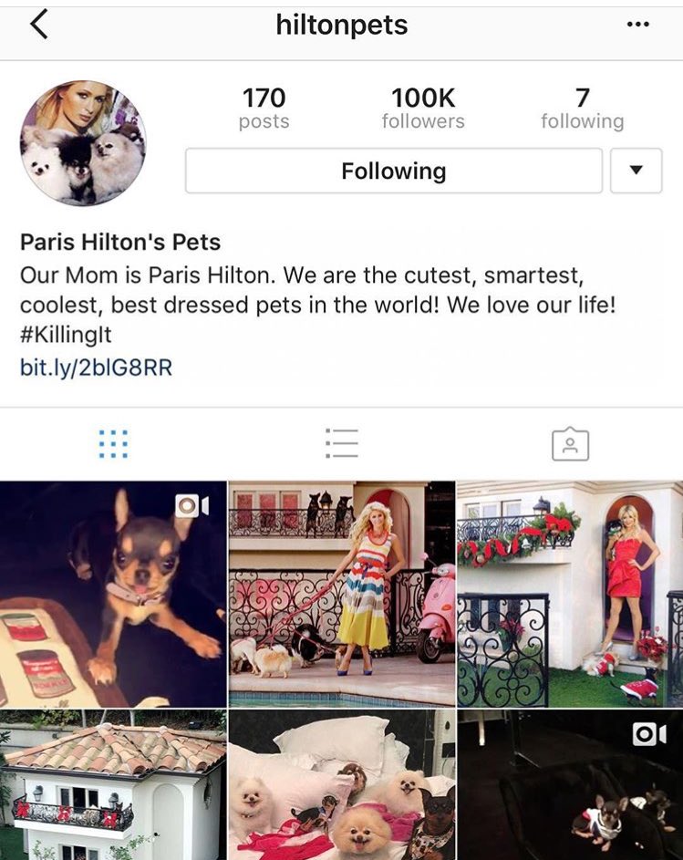 100,000 Followers for my @HiltonPets ❤️ Thanks for following my babies adventures???? https://t.co/zvvVytKLca