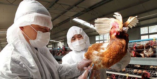 Uganda govt seeks 12 billion to contain bird flu: official