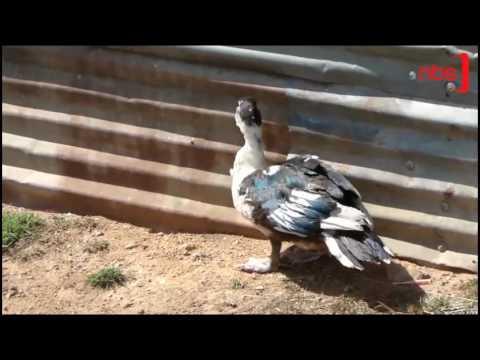 No Cause for Alarm; Government Assures on Bird Flu