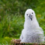 Beautiful black browed albatross a focus on Macquarie Island Beautiful black browed albatross a focus on Macquarie Island