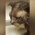 Cat survives being bound, doused with gas and burned in Indiana cornfield Cat survives being bound, doused with gas and burned in Indiana cornfield