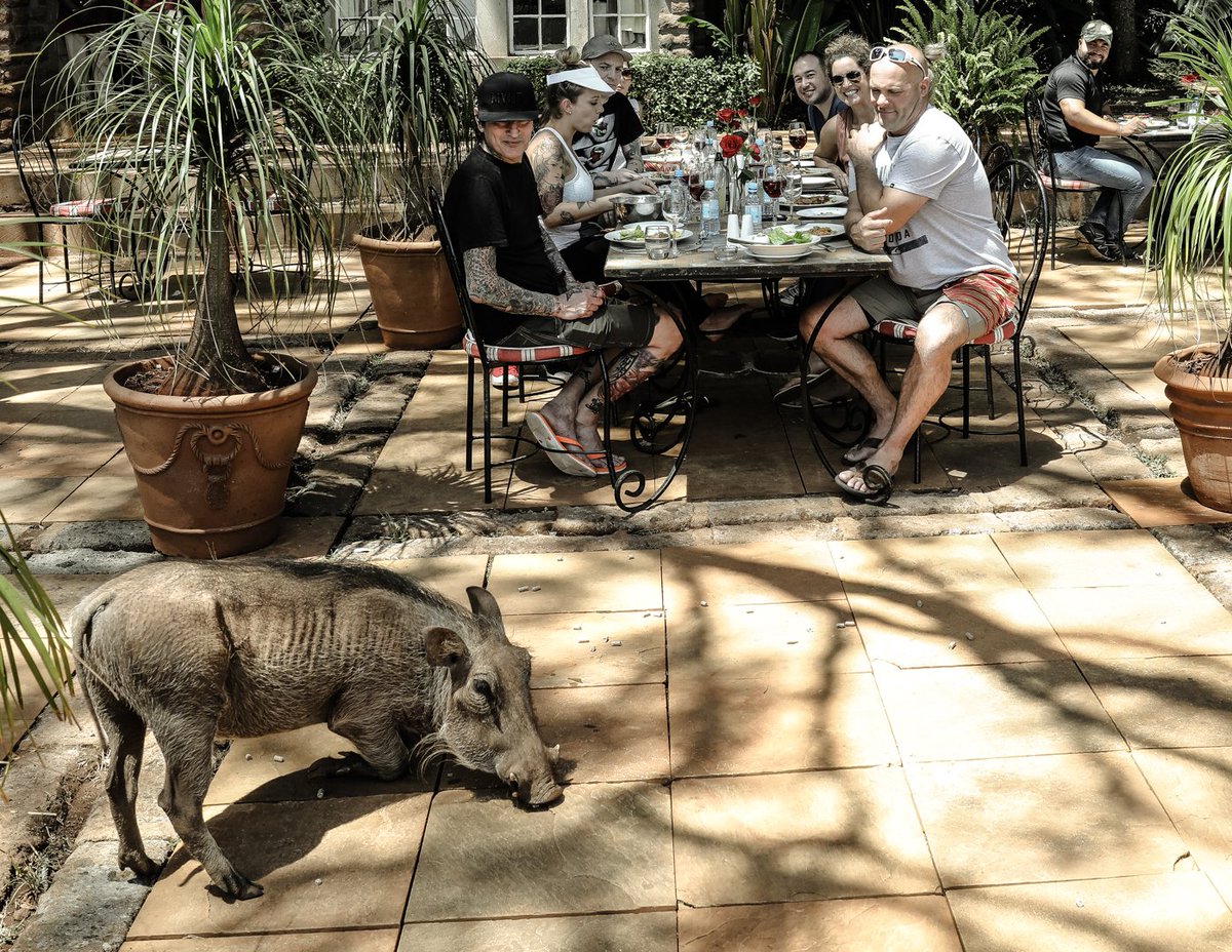 Everyone was having a nice lunch until a warthog crashed the party. @giraffe_manor https://t.co/652OWPHbxU