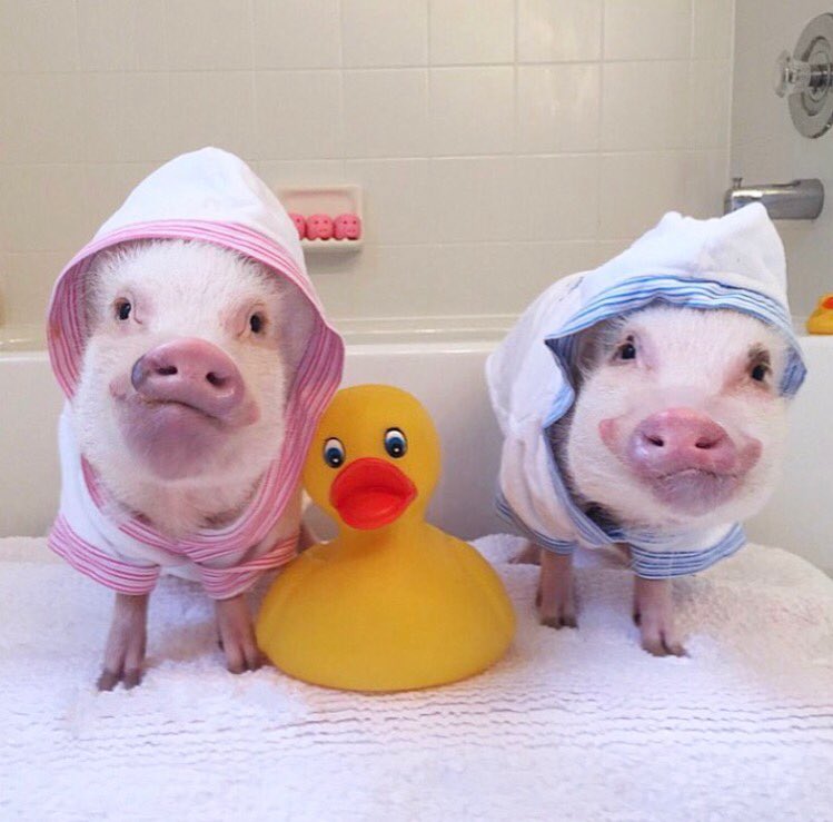 RT @prissy_pig: Happy #NationalRubberDuckyDay from two squeally clean pigs!???????????? #PrissyandPop https://t.co/HgRyTmMN1Z
