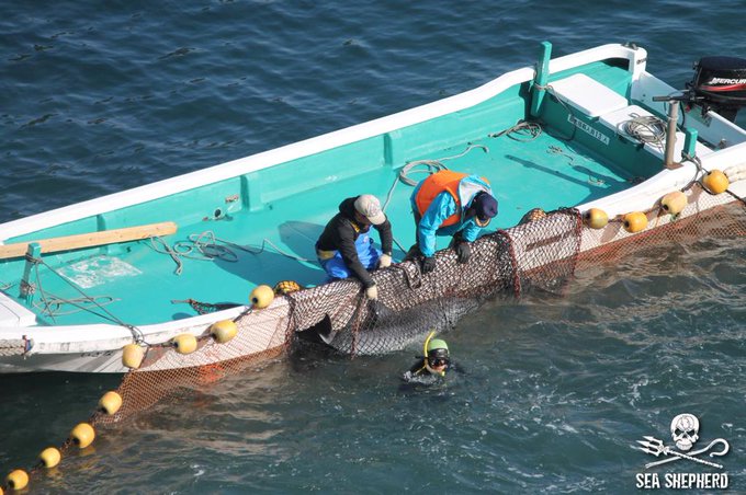 #Taiji #Carnage #IRUKA 母親のお乳をまだ飲む若い赤ちゃん達は母親から離され一生人質になります。 # #Taiji #Carnage #IRUKA 母親のお乳をまだ飲む若い赤ちゃん達は母親から離され一生人質になります。 #