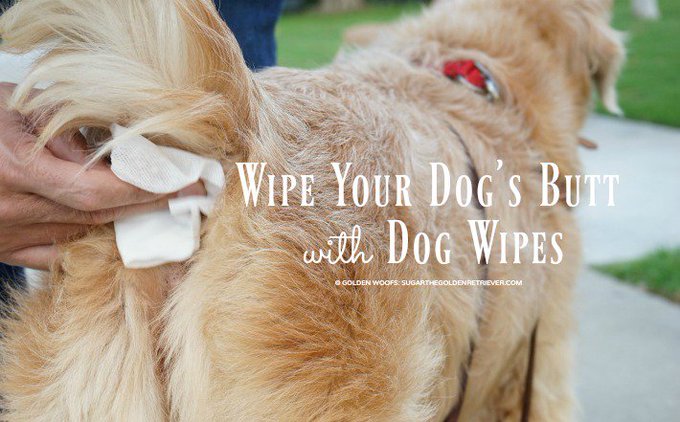 Wipe Your Dog's Butt with Dog Wipes #TusheeWipes Wipe Your Dog's Butt with Dog Wipes #TusheeWipes