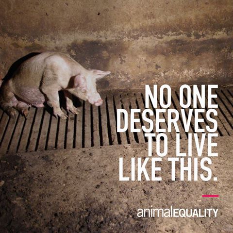 RT @AnimalEquality: Choose compassion.
Choose #meatfree. https://t.co/NsWi0aJ6o5
