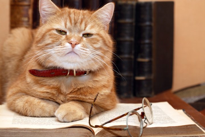 #Cats Are Just as Smart as #Dogs, Study Suggests https://t.co/EK0qtZgJ8N by @TIME https://t.co/Yi1tLplAbH