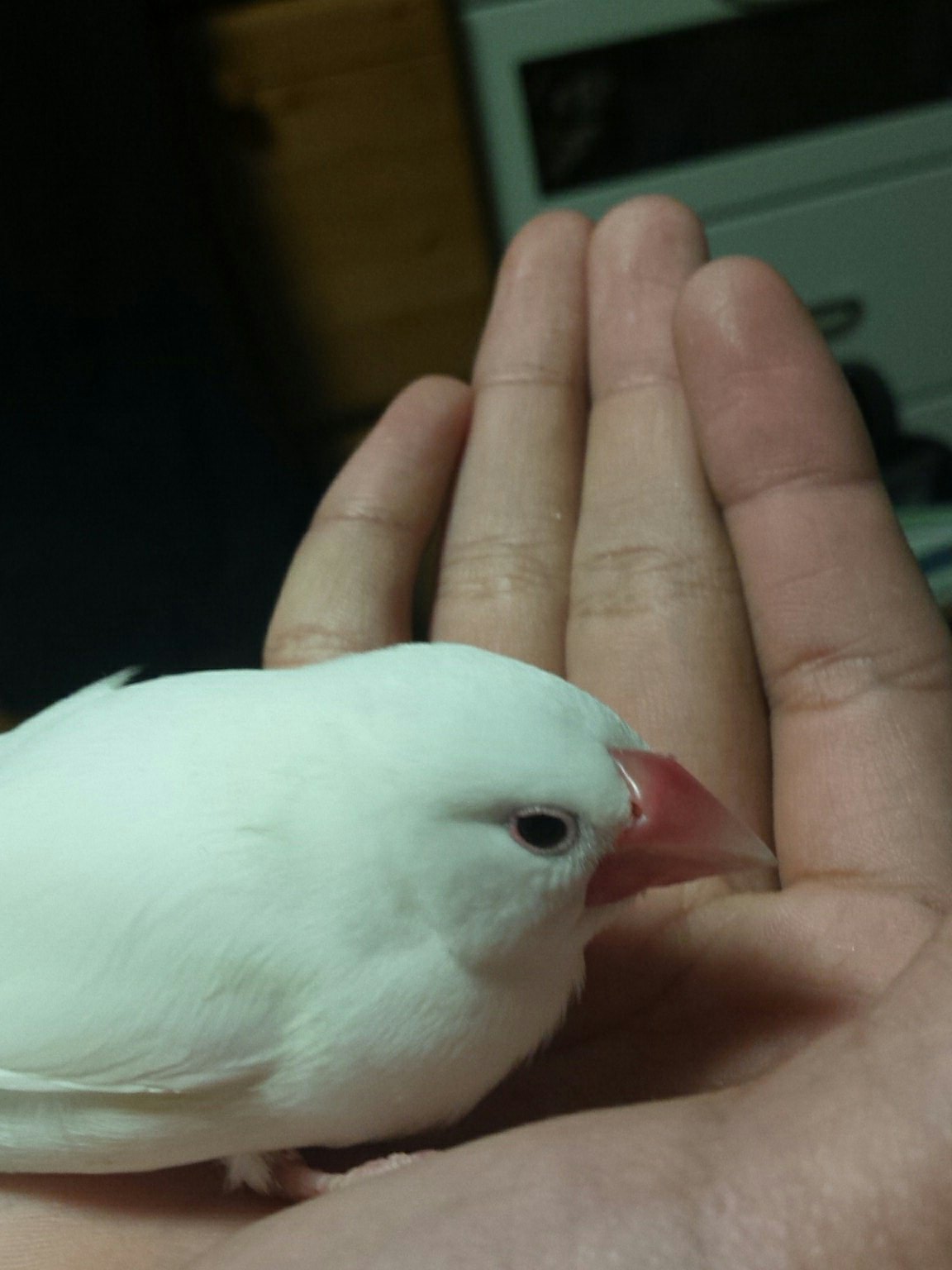 文鳥 In うちの文鳥の様子が変です クチバシの色とアイリングの色が薄くてすごく眠そうにしてます 元気もないです 何かわかる人教えてください