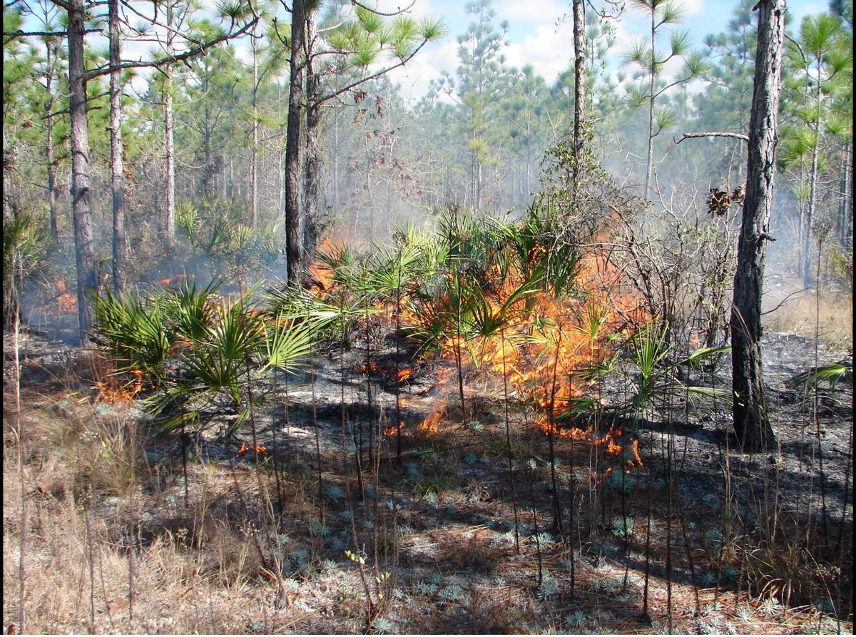 The Amphibian Foundation frogsneedourhelp